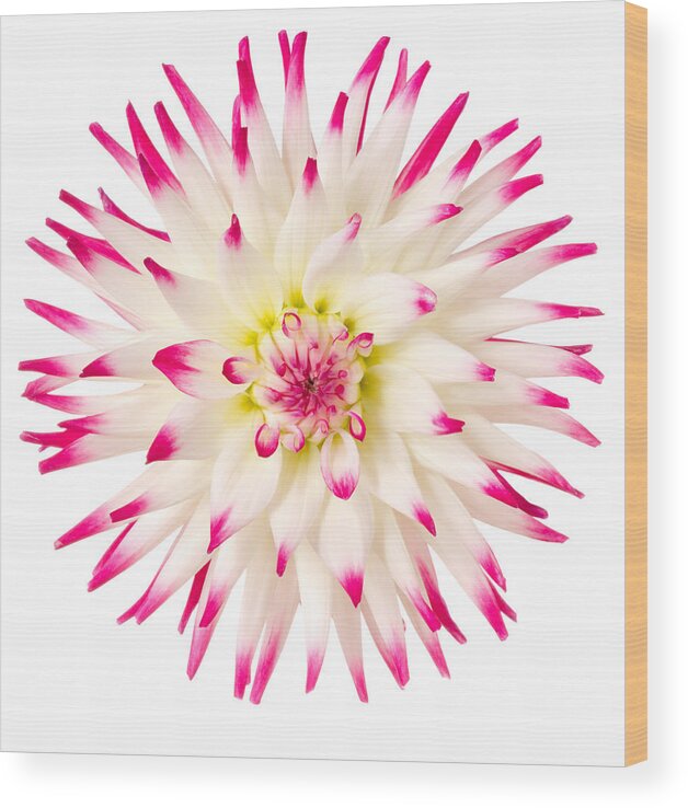 White Background Wood Print featuring the photograph Dahlia by Vidok