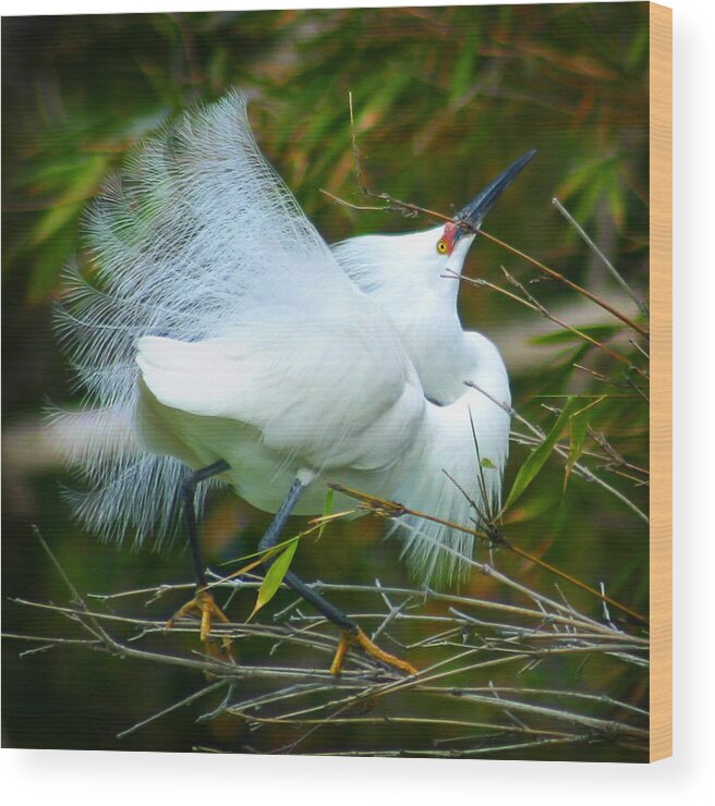 Egret Wood Print featuring the photograph Dancing Egret by Anthony Jones