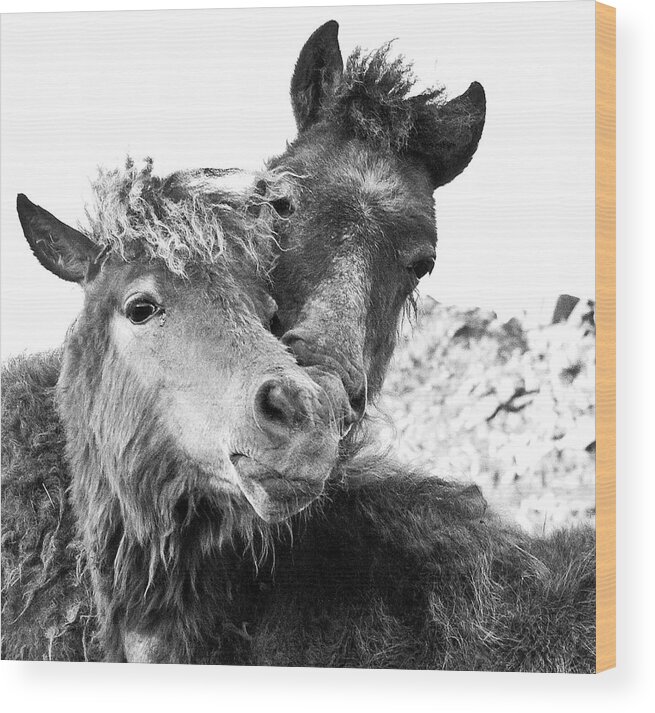 Working Animal Wood Print featuring the photograph Dartmoor Ponies by Adam Hirons Photography
