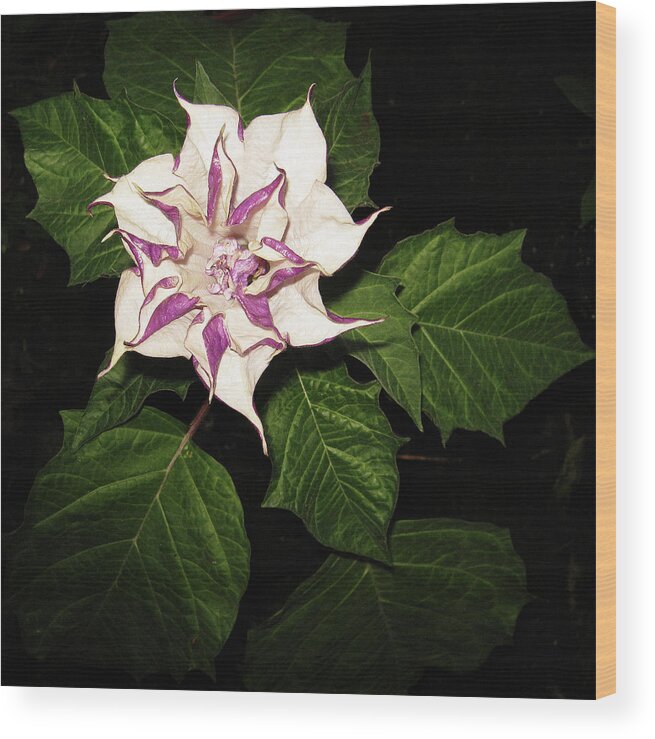 Black Background Wood Print featuring the photograph Datura Metel Indian Thorn Apple by Farmer Images