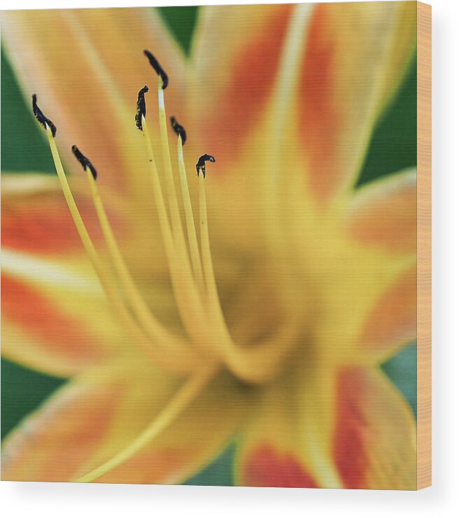 Lily Wood Print featuring the photograph Day Lily by Jerry Connally