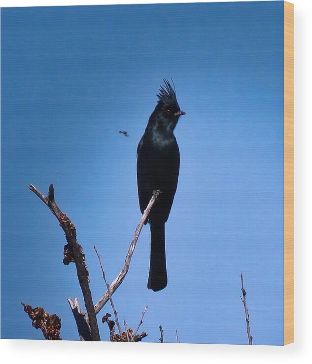 Arizona Wood Print featuring the photograph Desert Phainopepla and Dragonfly by Judy Kennedy