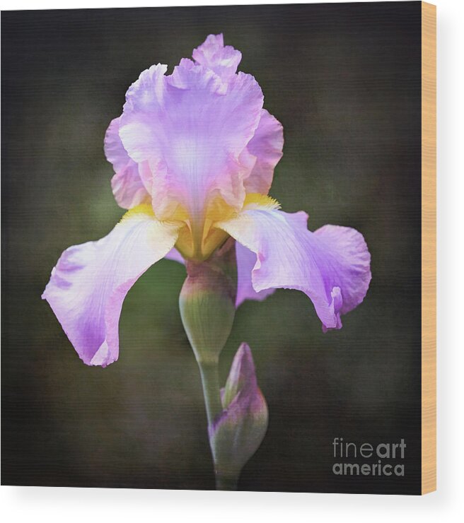 Iris Wood Print featuring the photograph Dramatic Purple Iris by Anita Pollak