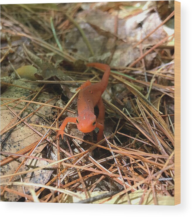 Salamander Wood Print featuring the photograph Eastern Red Spotted Newt 1 by Amy E Fraser