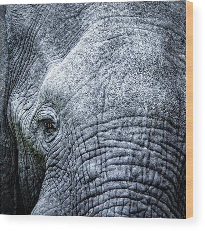Animal Skin Wood Print featuring the photograph Elephants Eye Close-up by Brytta
