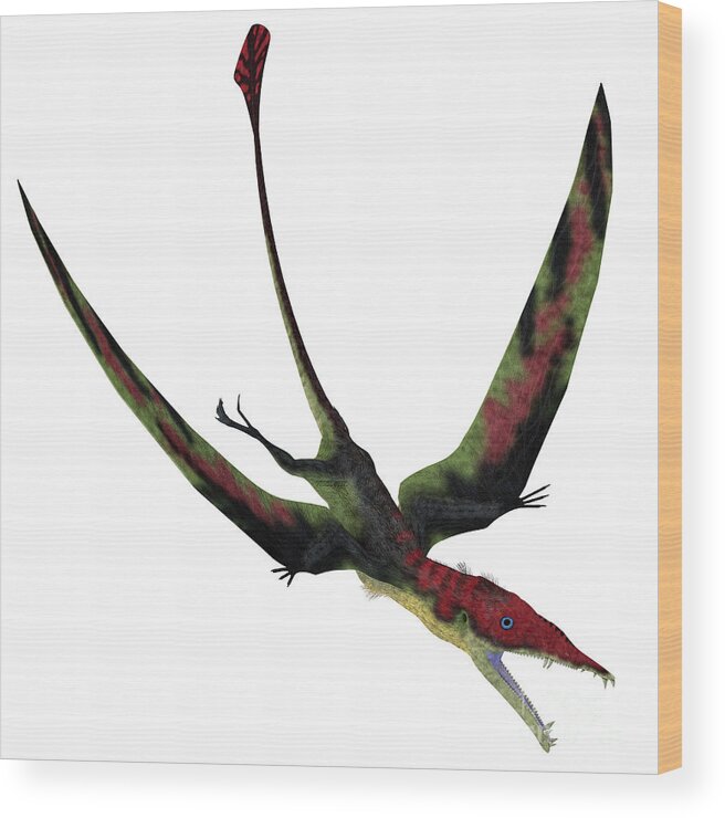 Eudimorphodon Wood Print featuring the digital art Eudimorphodon Pterosaur Diving by Corey Ford