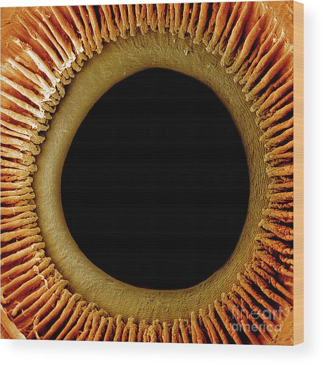 Eye Wood Print featuring the photograph Eye Anatomy by Dr. Richard Kessel & Dr. Randy Kardon / Science Photo Library