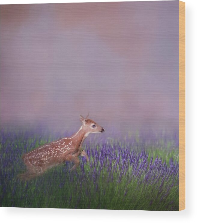 Square Wood Print featuring the photograph Fawn Frolic Square by Bill Wakeley