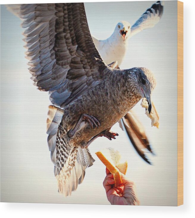People Wood Print featuring the photograph Feeding Seagulls by Photo By Kristin Zecchinelli