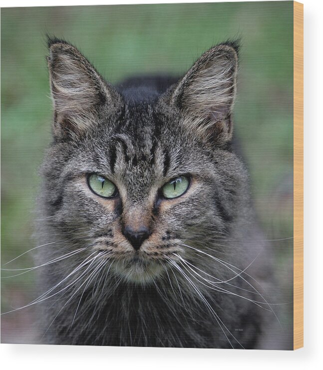 Feral Wood Print featuring the photograph Feral Cat by Cathy Harper