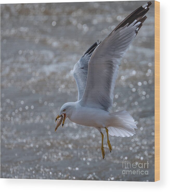 Photography Wood Print featuring the photograph Fishing Seagull by Alma Danison