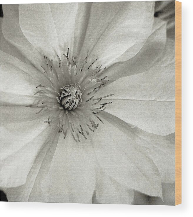 Floral & Botanical Wood Print featuring the photograph Fl239 Florison 32 by Alan Blaustein