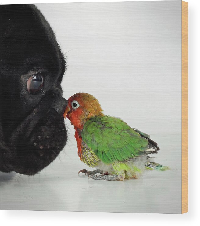 Pets Wood Print featuring the photograph French Bulldog And Lovebird by Mascotas Y Varios