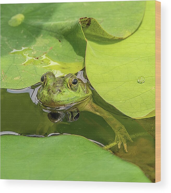 Frog Wood Print featuring the photograph Frog by Minnie Gallman