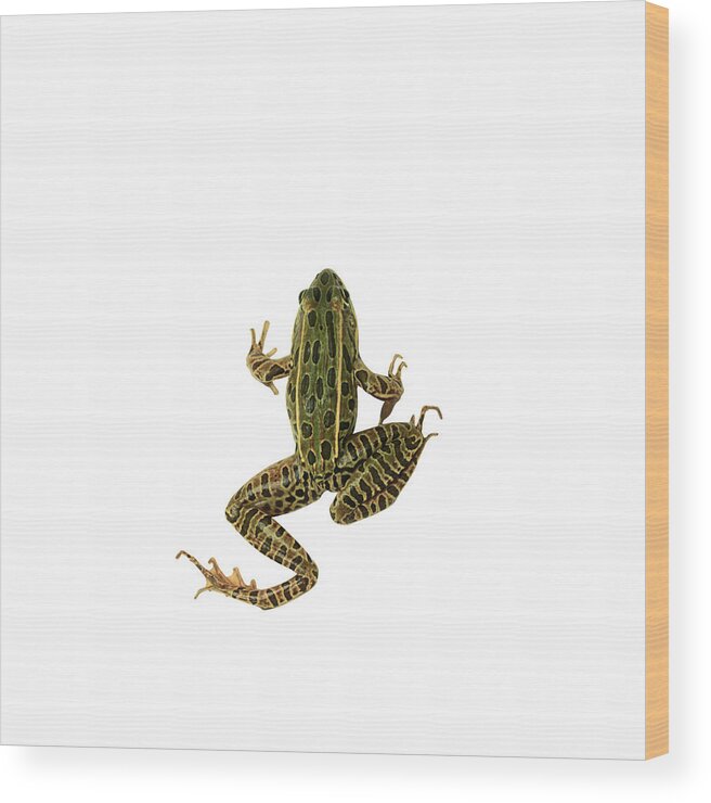 White Background Wood Print featuring the photograph Frog by Siede Preis