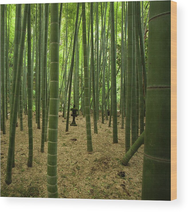 Tranquility Wood Print featuring the photograph Giant Bamboo Forest With Stone Lantern by Ippei Naoi