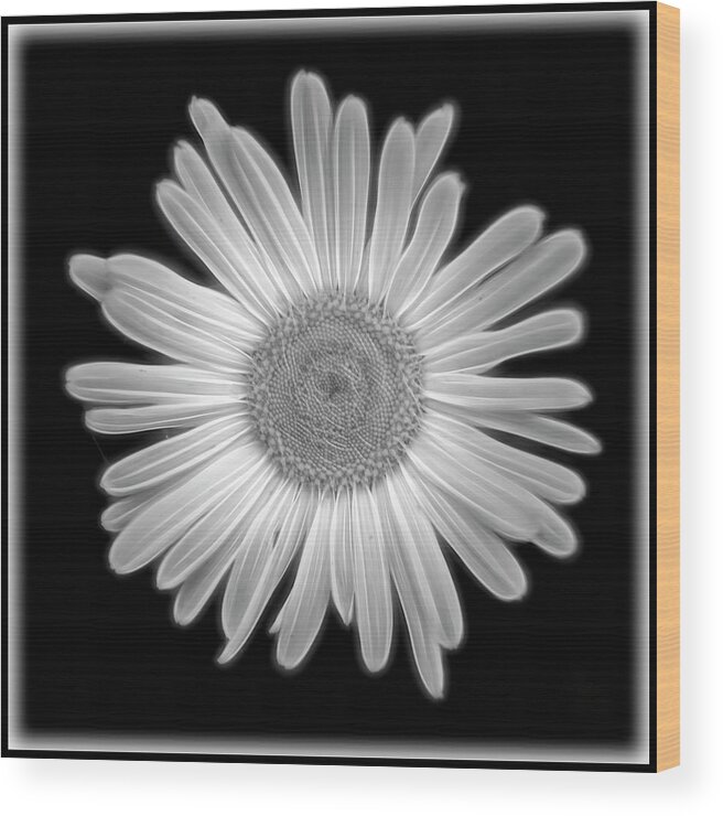 Black Wood Print featuring the photograph Glowing Daisy by Cathy Kovarik