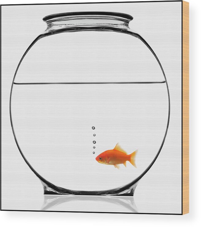 White Background Wood Print featuring the photograph Goldfish In Bowl by Mike Kemp