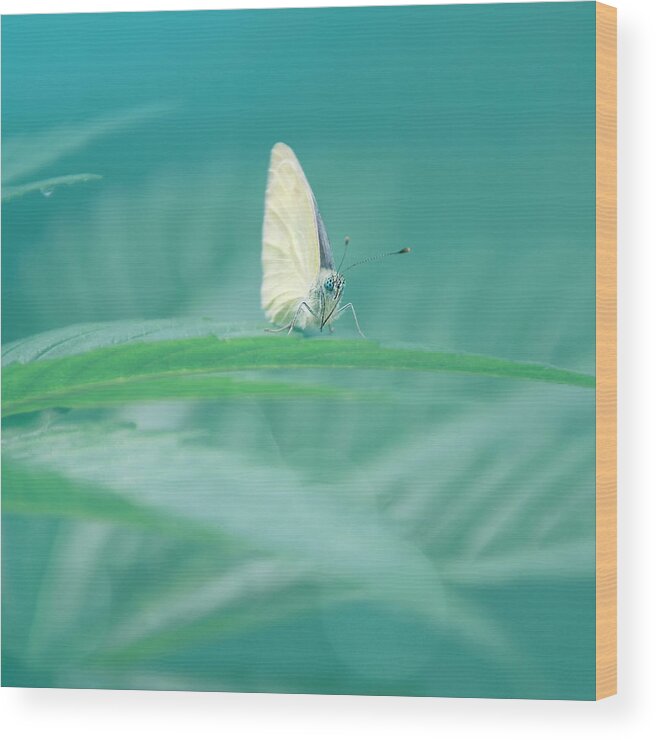 Butterfly Wood Print featuring the photograph Green Morning by Jaroslav Buna