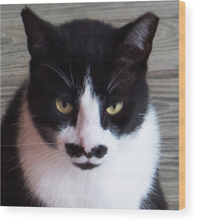 Cat Wood Print featuring the photograph Groucho by Ivars Vilums