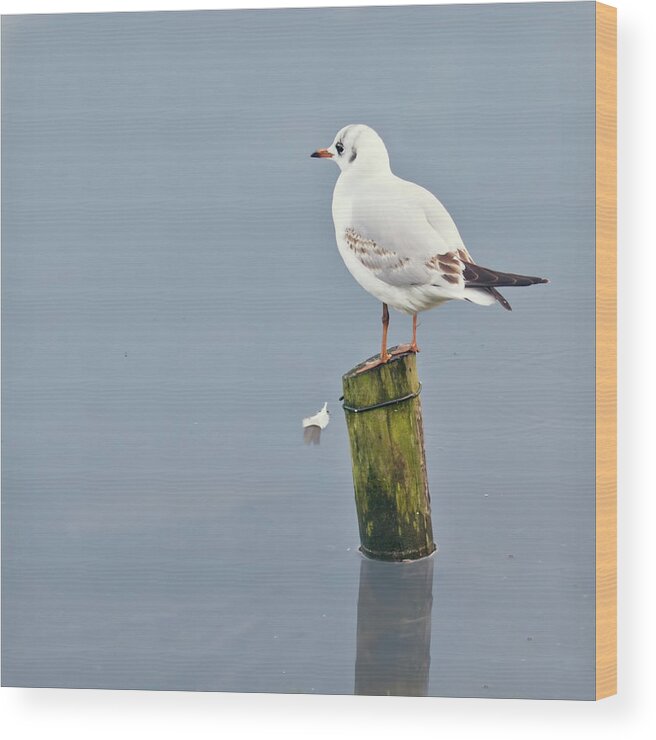 Wooden Post Wood Print featuring the photograph Gull And Feather by Blackcatphotos