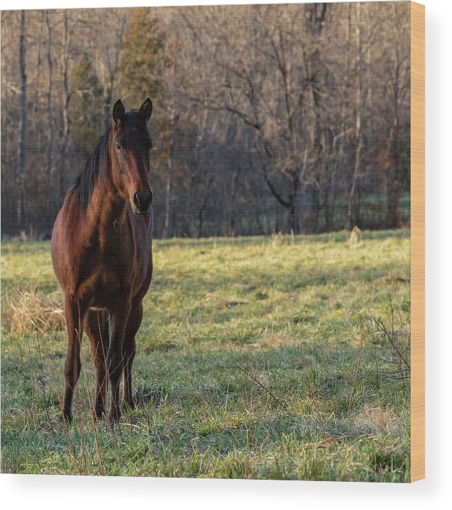 Wild Horse Wood Print featuring the photograph Gypsy by Holly Ross