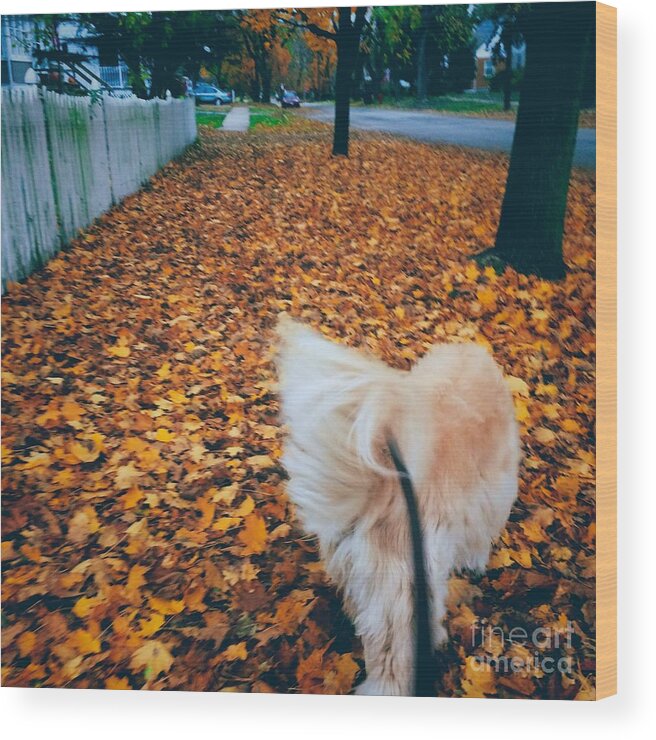 Animal Wood Print featuring the photograph Happy Fall Dog Walk by Frank J Casella