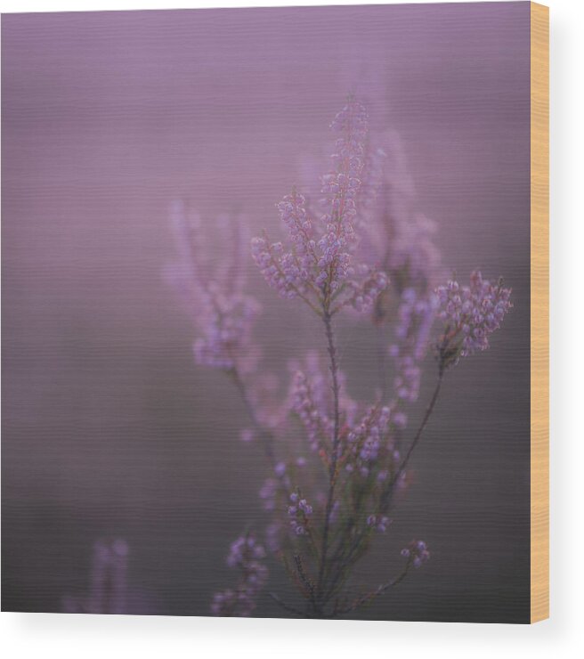 Nature Wood Print featuring the photograph Heather by Dariusz Budyta