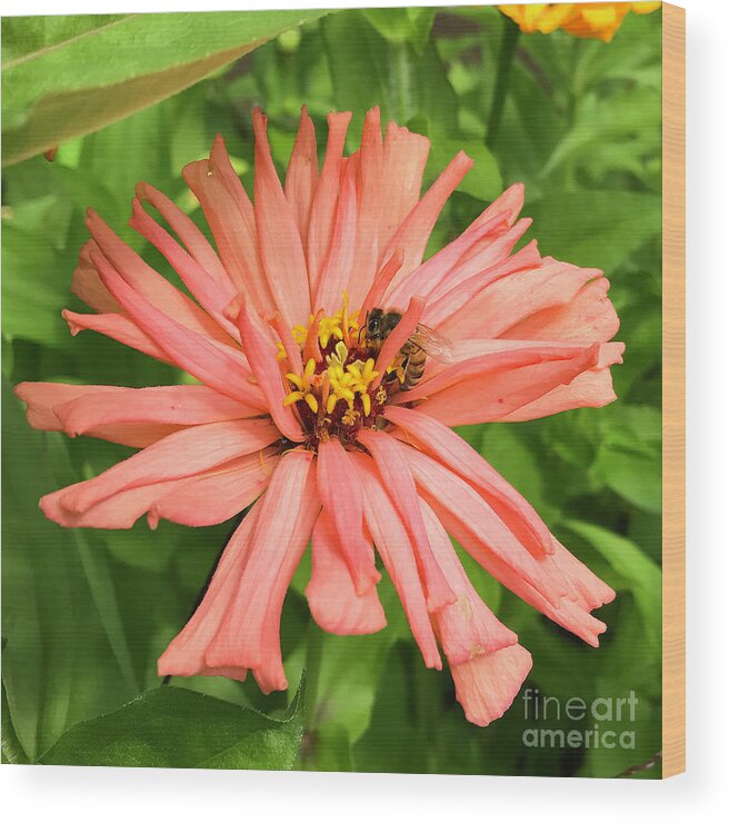 Honeybee Wood Print featuring the photograph Honeybee and Zinnia 6 by Amy E Fraser
