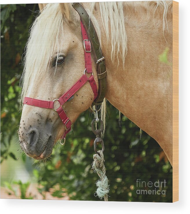 Horseriding Wood Print featuring the photograph Horse Head Close Up Red Brown and White by Pablo Avanzini