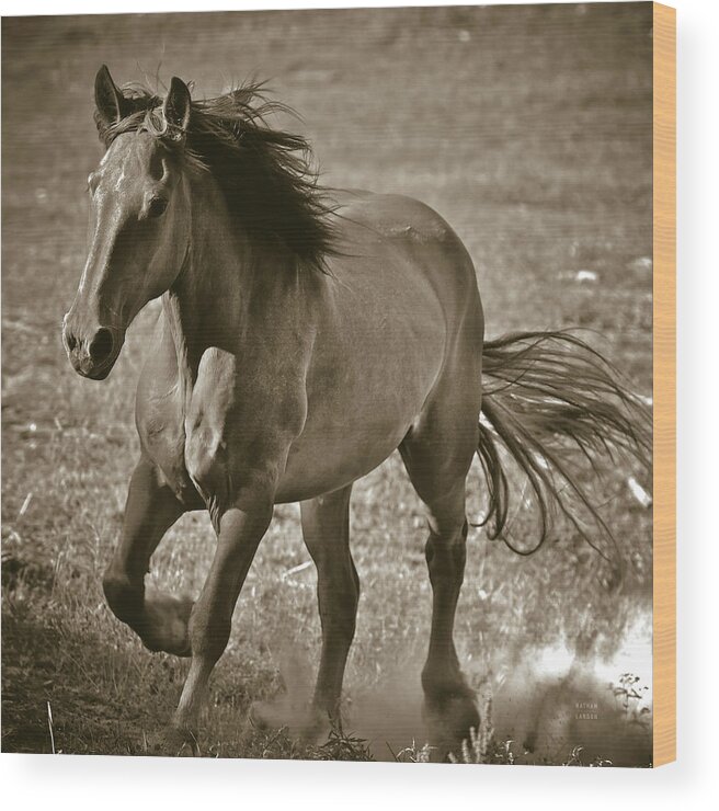 Horse Wood Print featuring the photograph Horse Runner Sepia by Nathan Larson