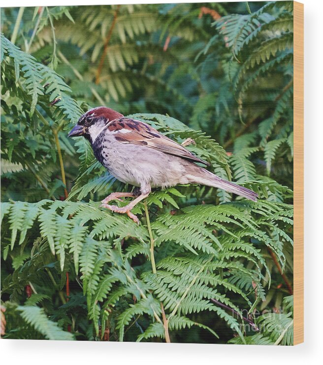 Branch Wood Print featuring the photograph House Sparrow Male Perched on Fern by Pablo Avanzini