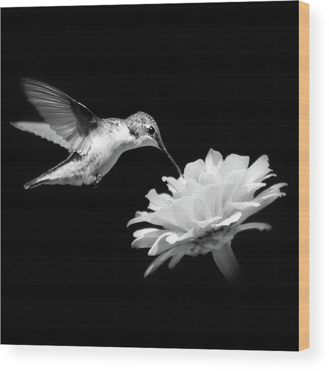 Hummingbird Wood Print featuring the photograph Hummingbird And Flower Black And White by Christina Rollo