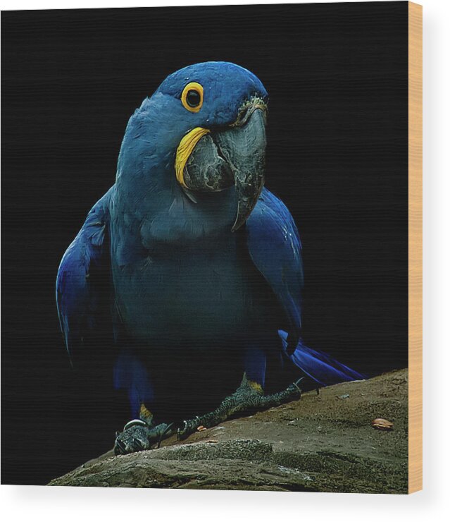 Macaw Wood Print featuring the photograph Hyacinth Macaw by Photo By Steve Wilson