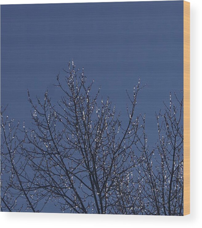 Nature Wood Print featuring the photograph Ice Tree by Robert E Alter Reflections of Infinity