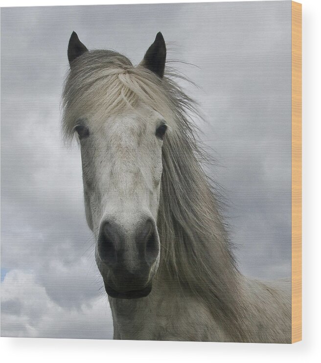 Animal Themes Wood Print featuring the photograph Icelandic Horse by Kristjan Sigurjonsson
