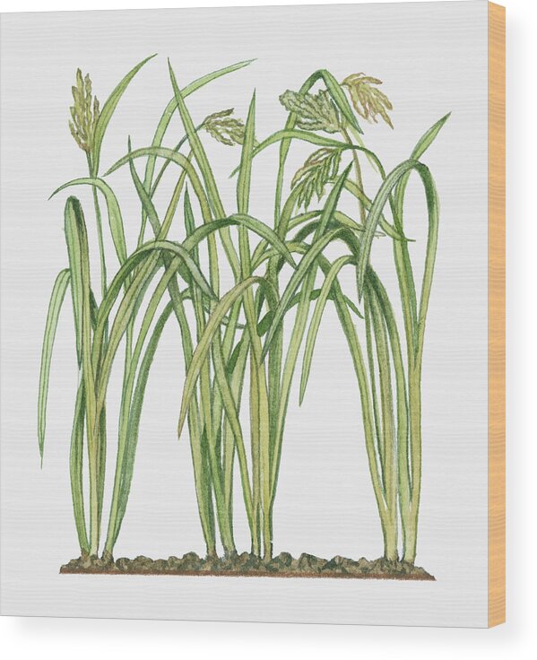 Long Wood Print featuring the photograph Illustration Of Oryza Sativa Asian Rice by Michelle Ross