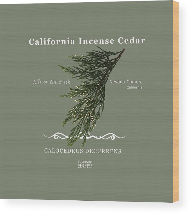 California Incense Cedar Is Native To Western North America. This Art Piece Was Created As Part Of A Blog Post Wood Print featuring the digital art Incense Cedar - white text by Lisa Redfern