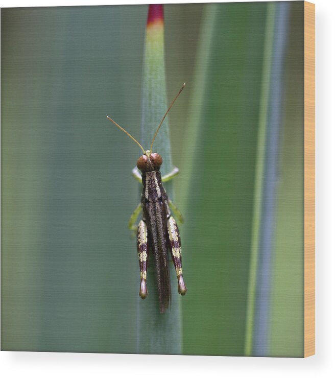 Insect Wood Print featuring the photograph India. Grasshopper On Cactus by Lal