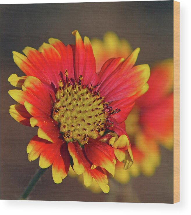 Flower Wood Print featuring the photograph Indian Blanket by Michael Allard