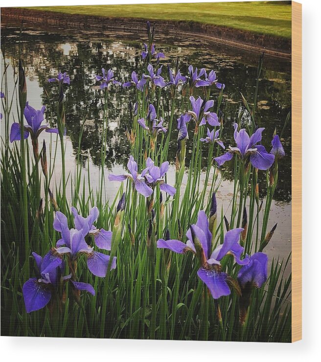 Flowering Iris Wood Print featuring the photograph Iris 2 by Mark Egerton