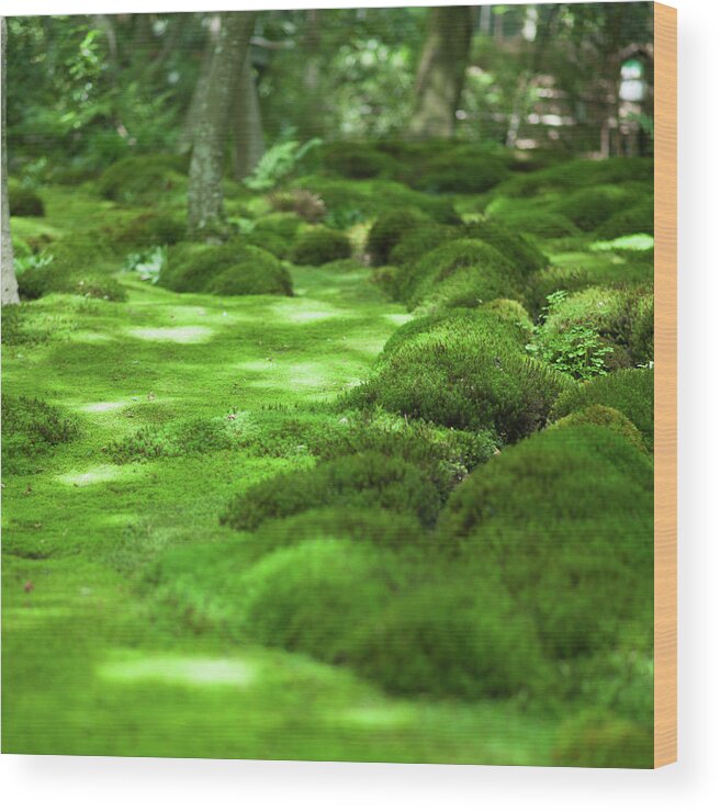 Outdoors Wood Print featuring the photograph Japanese Moss Garden, Kyoto by Ippei Naoi
