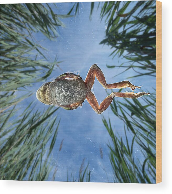 Frog; Wood Print featuring the photograph Jump In The Reeds by Cesare Sent