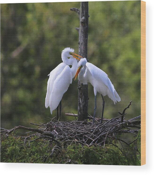 Juvenile Great Egret Wood Print featuring the photograph Juvenile Great Egrets by Carol Montoya