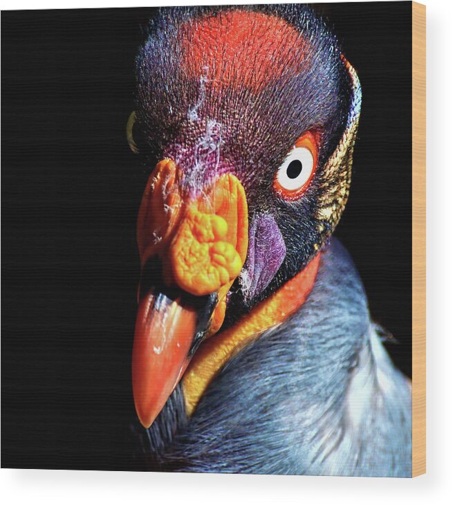 King Vulture Wood Print featuring the photograph King Vulture by Shot By Supervliegzus