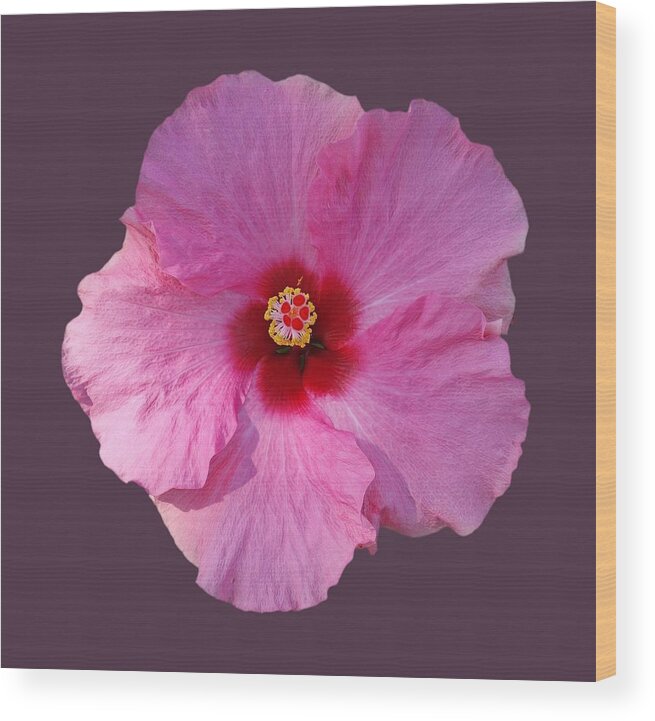 Ink Hibiscus Flower Wood Print featuring the photograph Latest Flame by Charles Stuart