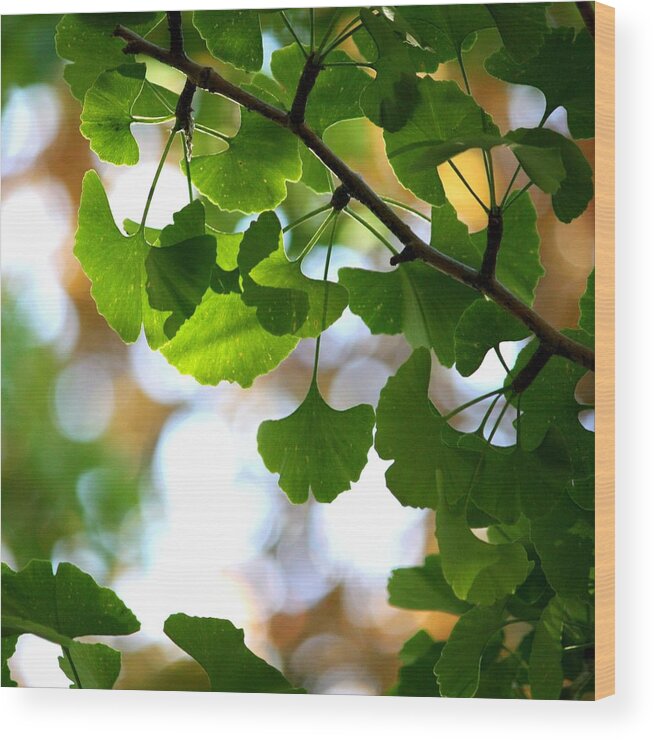Ginkgo Tree Wood Print featuring the photograph Leaves On A Ginko Tree by Christopher Biggs