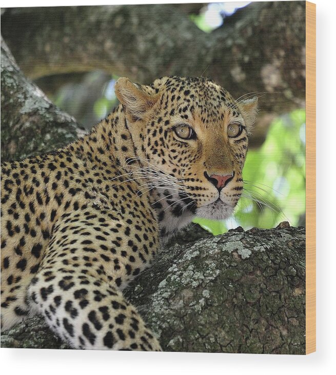 Big Cat Wood Print featuring the photograph Leopard Watchful by Wild Africa Nature