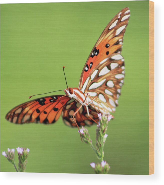 Butterfly Wood Print featuring the photograph Life in Balance by Michael Allard