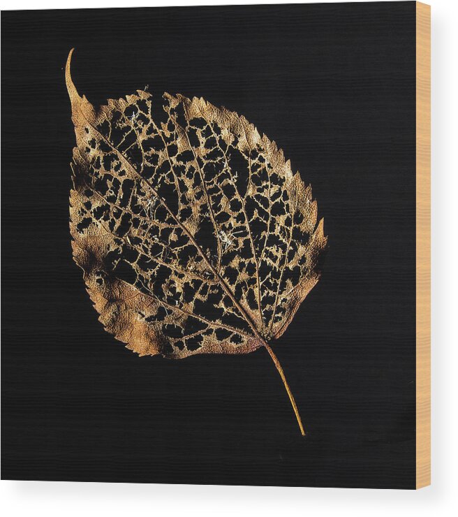 Leaf Wood Print featuring the photograph Linden Leaf One by Ira Marcus
